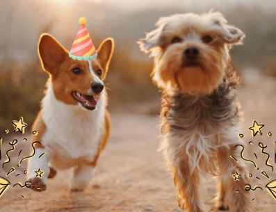 Te compartimos algunos de los principales refugios y centros de adopción canina en Guadalajara. UNSPLASH / A. Nee