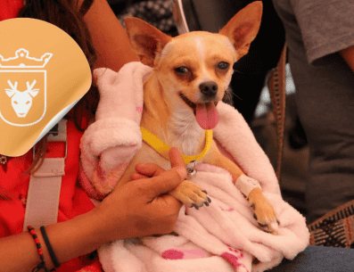 Vacunar a una mascota no solo mejora su calidad de vida, sino que también te permite disfrutar de su compañía por mucho más tiempo. ESPECIAL/ Facebook/ Protección Animal Zapopan