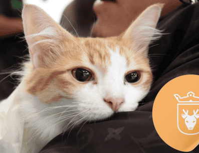 Vacunar a una mascota no solo mejora su calidad de vida, sino que también te permite disfrutar de su compañía por mucho más tiempo. ESPECIAL/ Facebook/ Protección Animal Zapopan