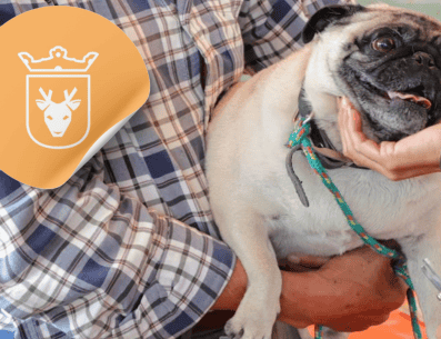 Vacunar a una mascota no solo mejora su calidad de vida, sino que también te permite disfrutar de su compañía por mucho más tiempo. ESPECIAL/ Facebook/ Protección Animal Zapopan