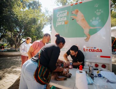 En dos semanas se han realizado mil 322 cirugías, se han aplicado 8 mil 643 vacunas y otorgado 4 mil 559 consultas veterinarias. ESPECIAL/Gobierno de Jalisco