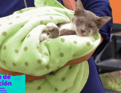 La esterilización de perros y gatos no representa un riesgo para su salud y, por el contrario, puede contribuir a prevenir algunas enfermedades. ESPECIAL/ Facebook/ Protección Animal Zapopan