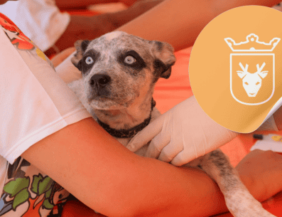 Vacunar a una mascota no solo mejora su calidad de vida, sino que también te permite disfrutar de su compañía por mucho más tiempo. ESPECIAL/ Facebook/ Protección Animal Zapopan