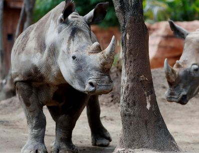 El Zoológico Guadalajara recibirá este 21 de octubre a cuatro rinocerontes blancos provenientes de Europa. EFE/ ARCHIVO