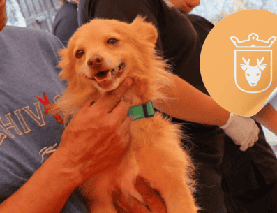 Vacunar a una mascota no solo mejora su calidad de vida, sino que también te permite disfrutar de su compañía por mucho más tiempo. ESPECIAL/ Facebook/ Protección Animal Zapopan
