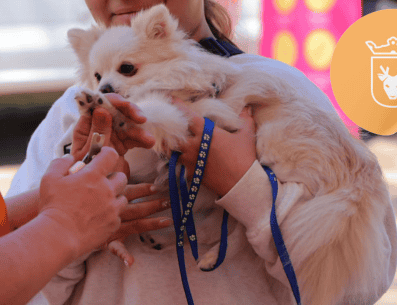 Vacunar a una mascota no solo mejora su calidad de vida, sino que también te permite disfrutar de su compañía por mucho más tiempo. ESPECIAL/ Facebook/ Protección Animal Zapopan/ Gobierno de Zapopan